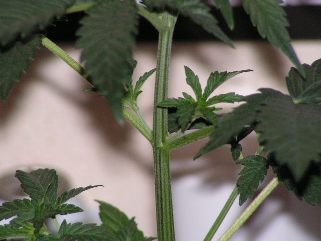 V 7 VP 2 BRANCHING