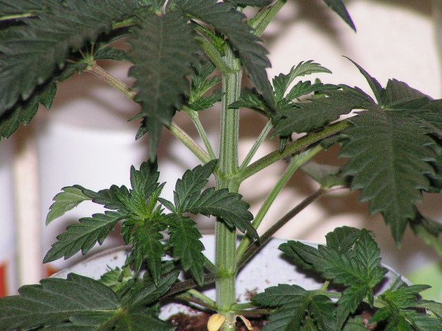 V 7 VP 3 BRANCHING