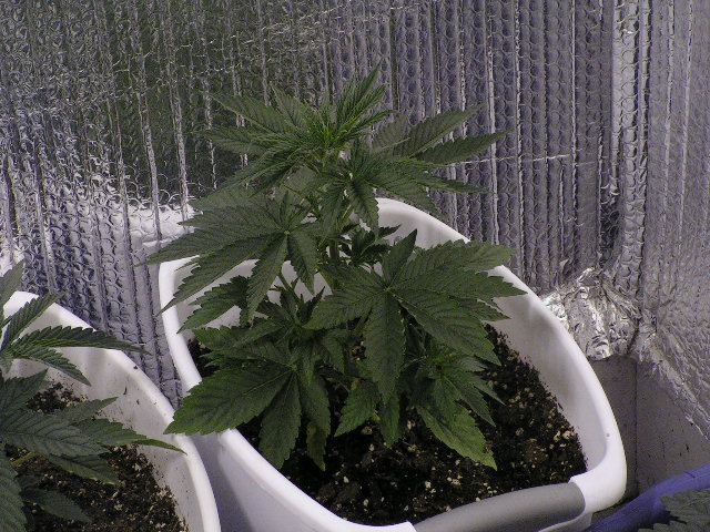 V 7skunk 1