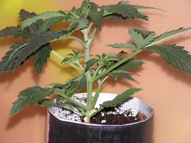 V 8 PINEAPPLE SIDE SHOT
