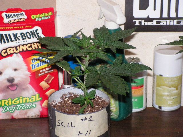 V 9 CALI LL 1