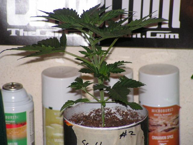 V 9 CALI LL 2