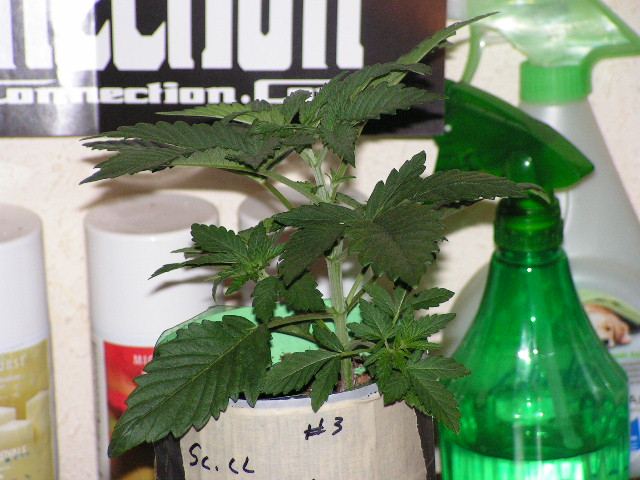 V 9 CALI LL3