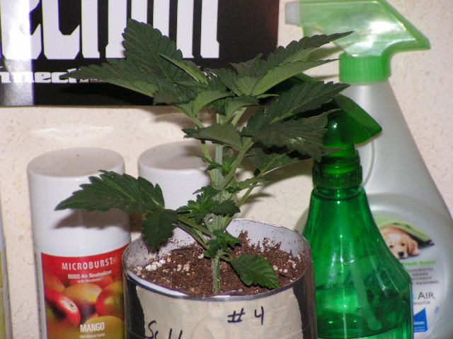 V 9 CALI LL4