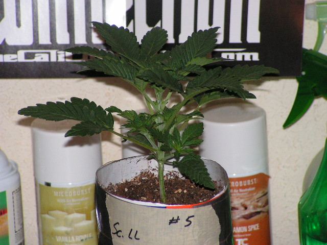 V 9 CALI LL5
