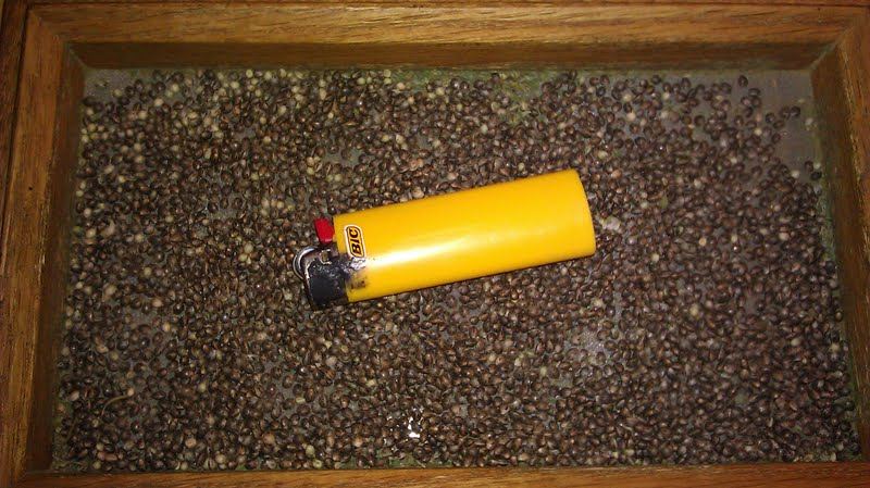 VIII Seeds