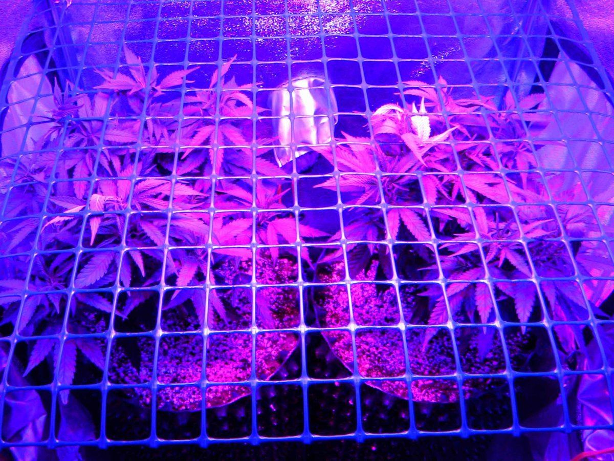 V1