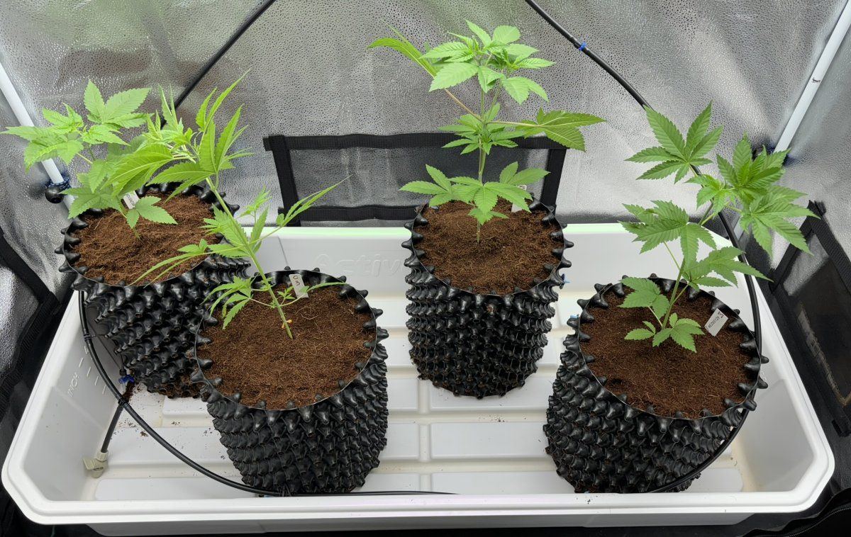 V1D1   seed tent