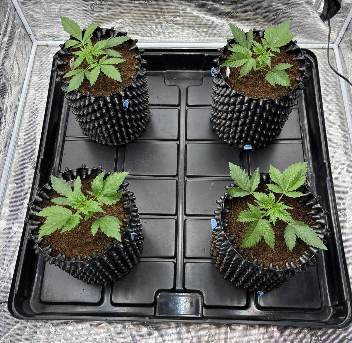 V1D3   Transplant day