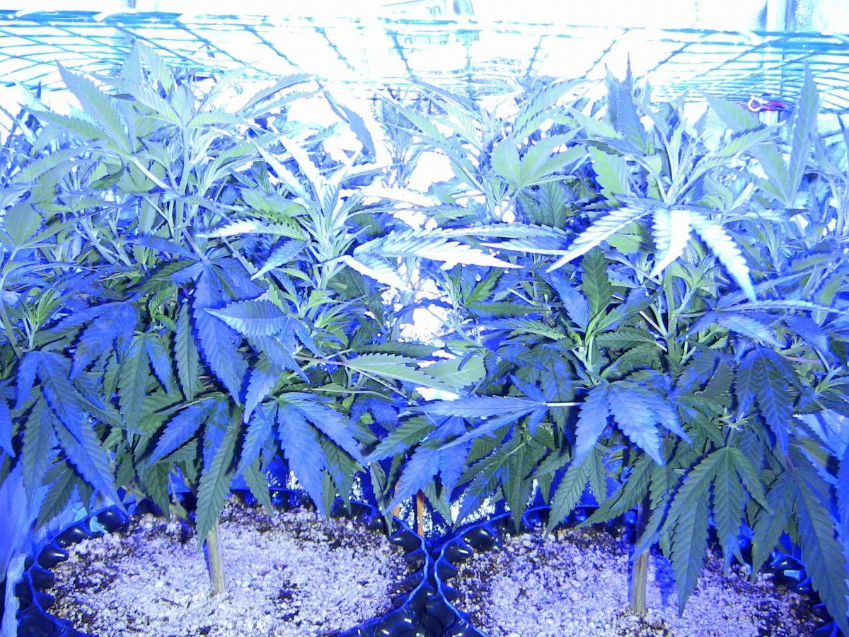 V24