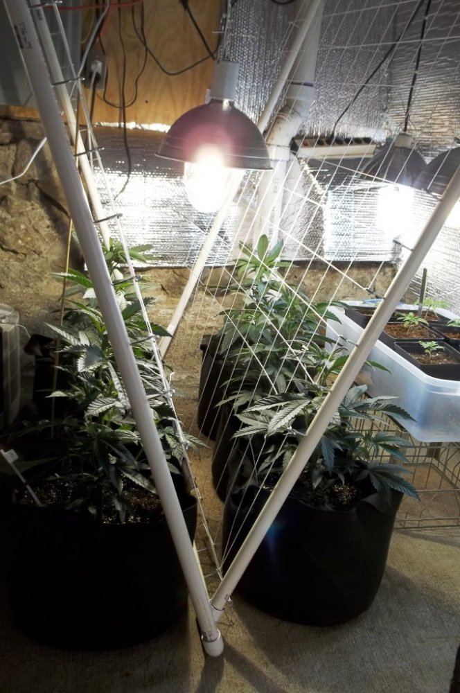 V SCROG1w