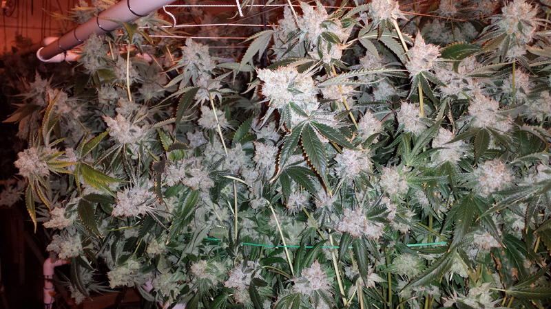 VALLEY OG