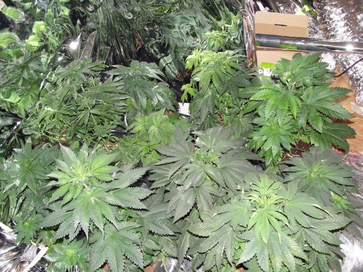 Vanilla kush soil grow 2