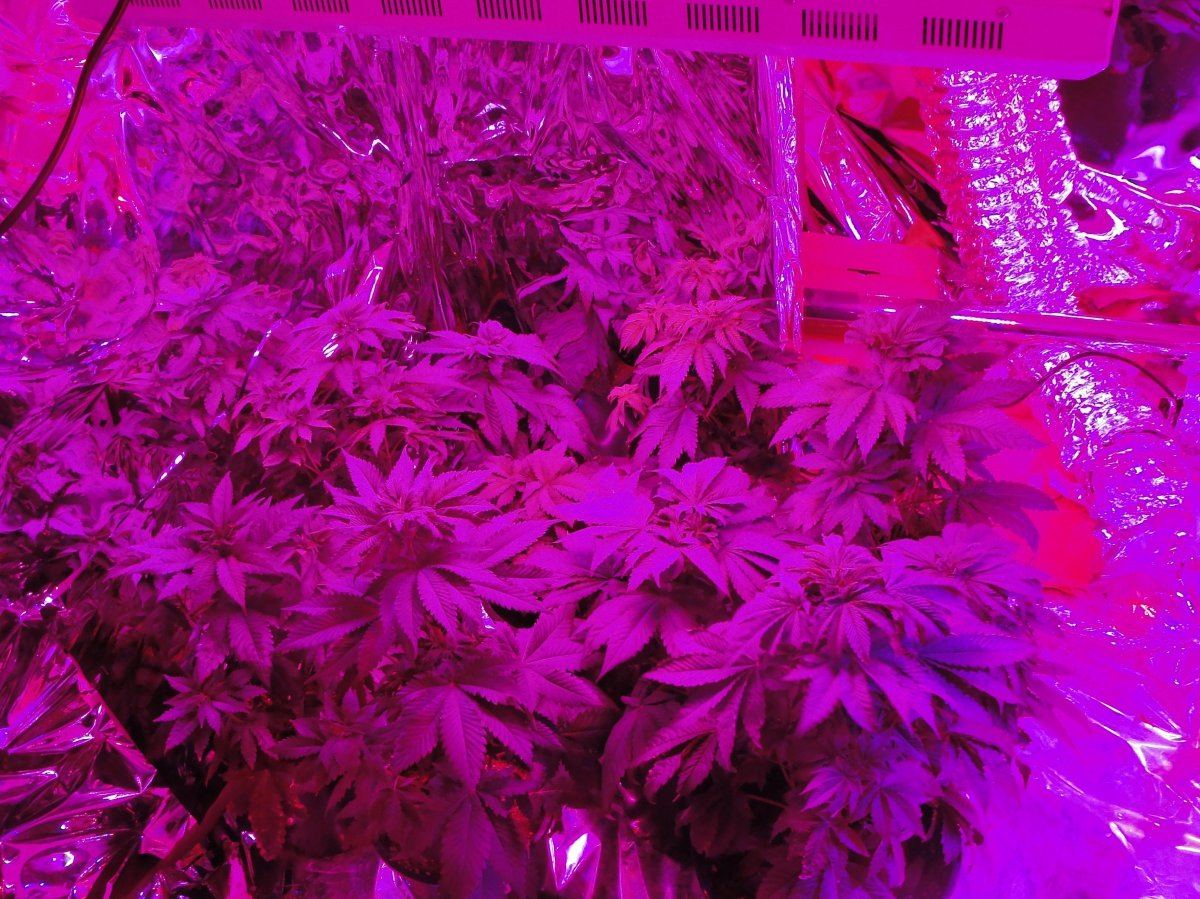 Vanilla kush soil grow