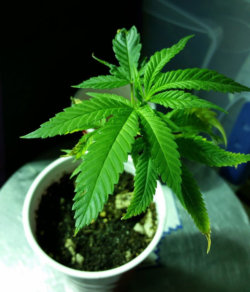 Vanilla Kush