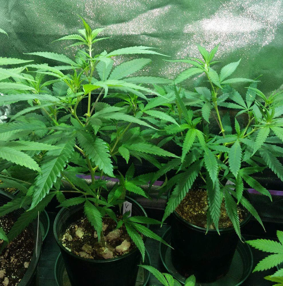 VanillaKush