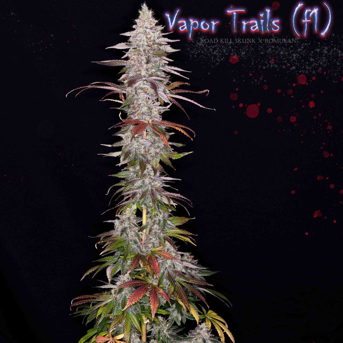 Vapor edit 2 copy