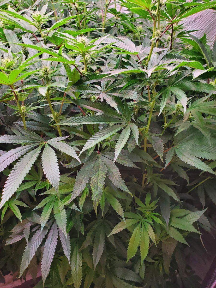 Variegated leaves I am guessing? - THCFarmer