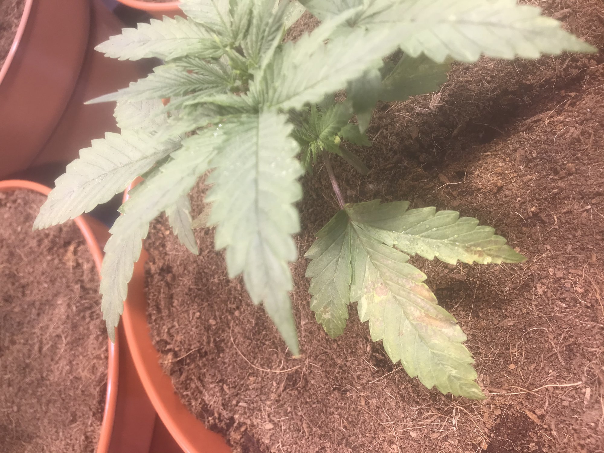 Variegated pattern twisted leaves and chlorosis 4