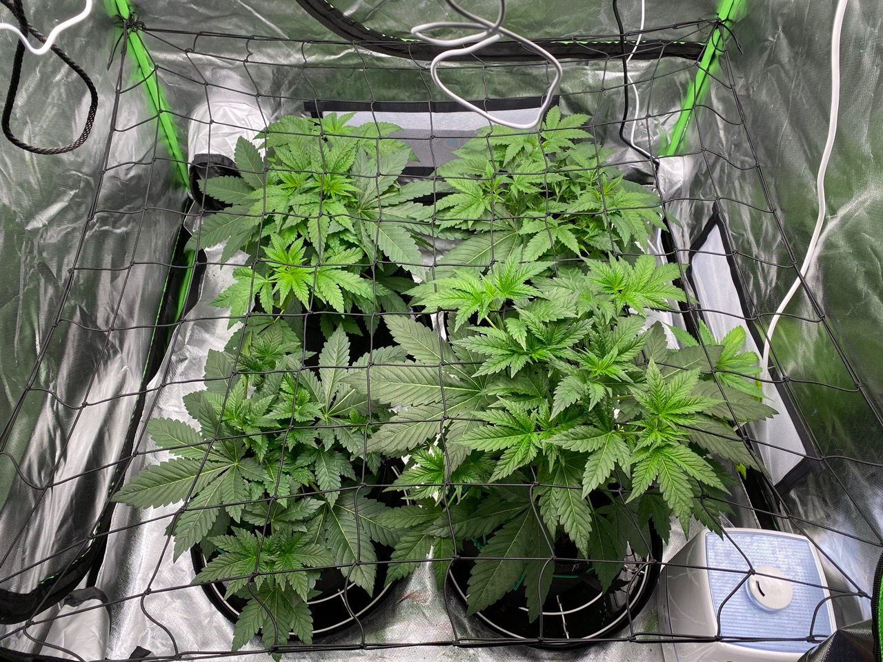 Various issues day 46 veg first grow
