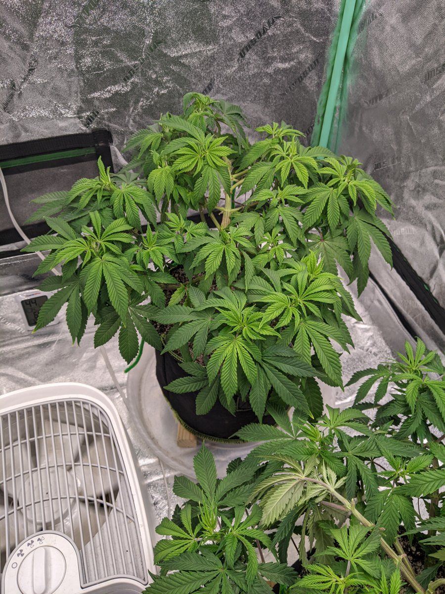 Various leaf problems just looking for a hunch 2