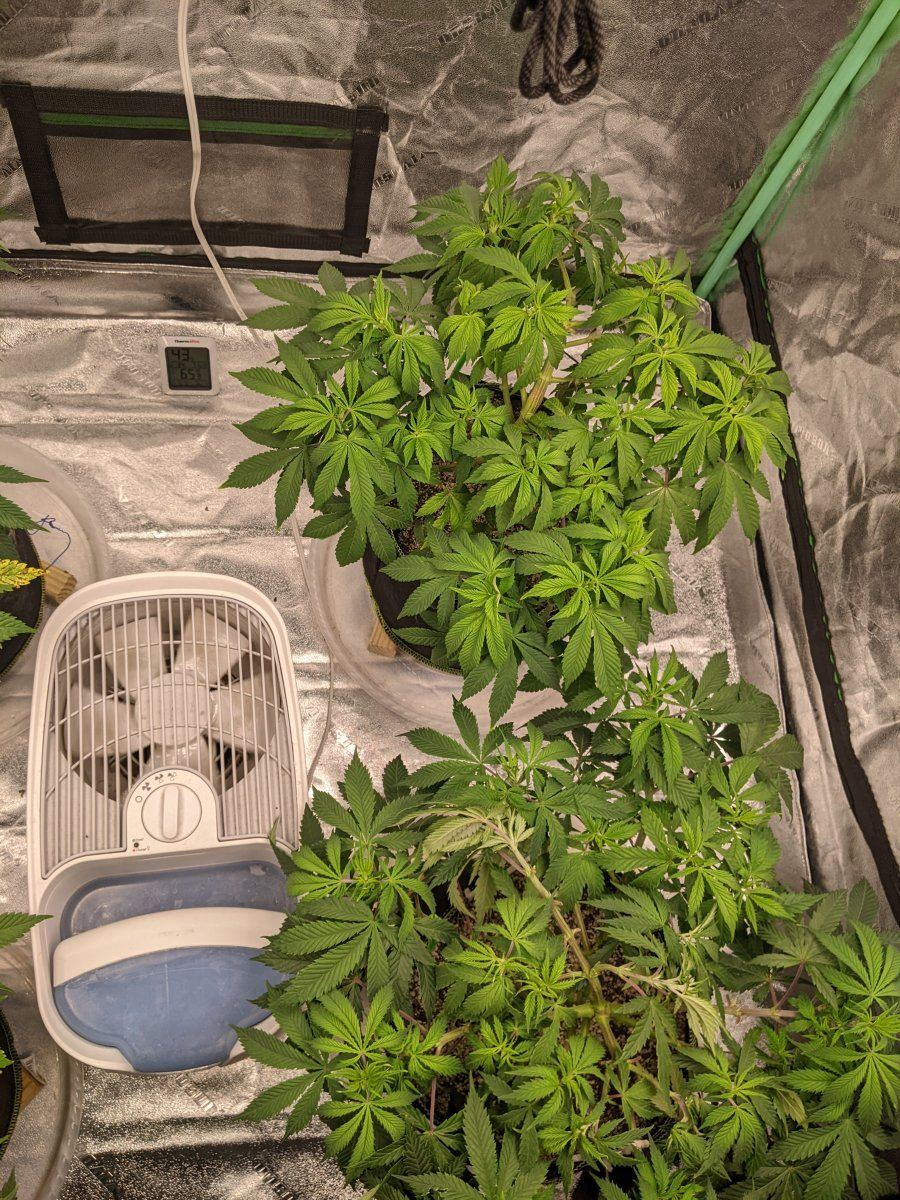 Various leaf problems just looking for a hunch 4