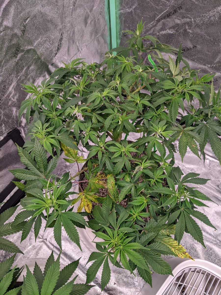 Various leaf problems just looking for a hunch