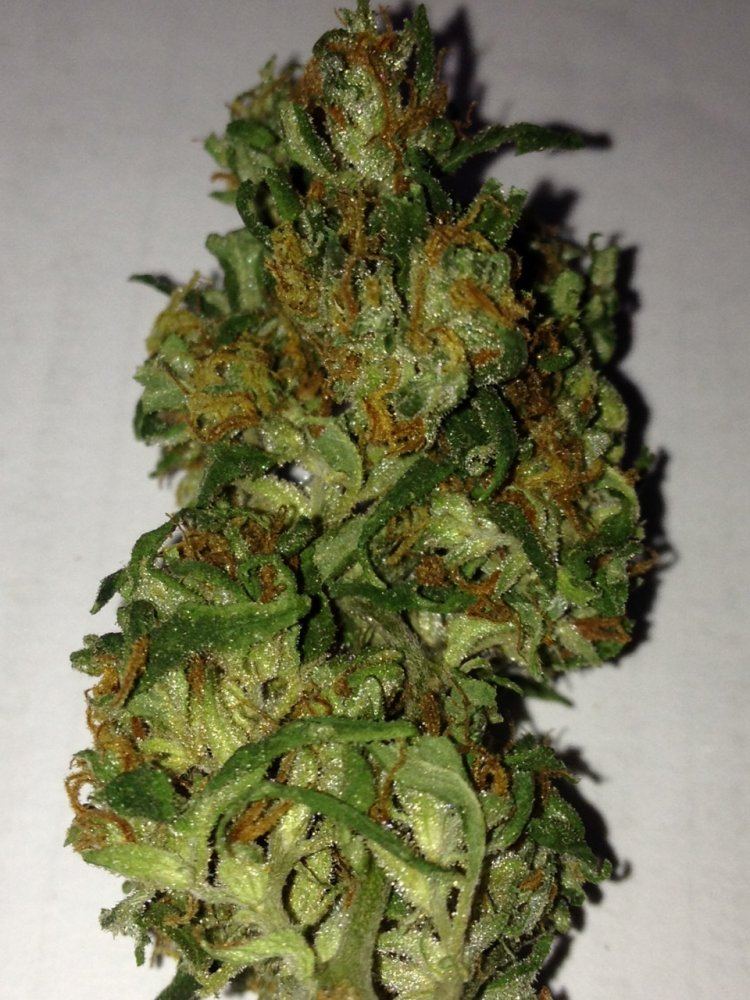 Vb bud