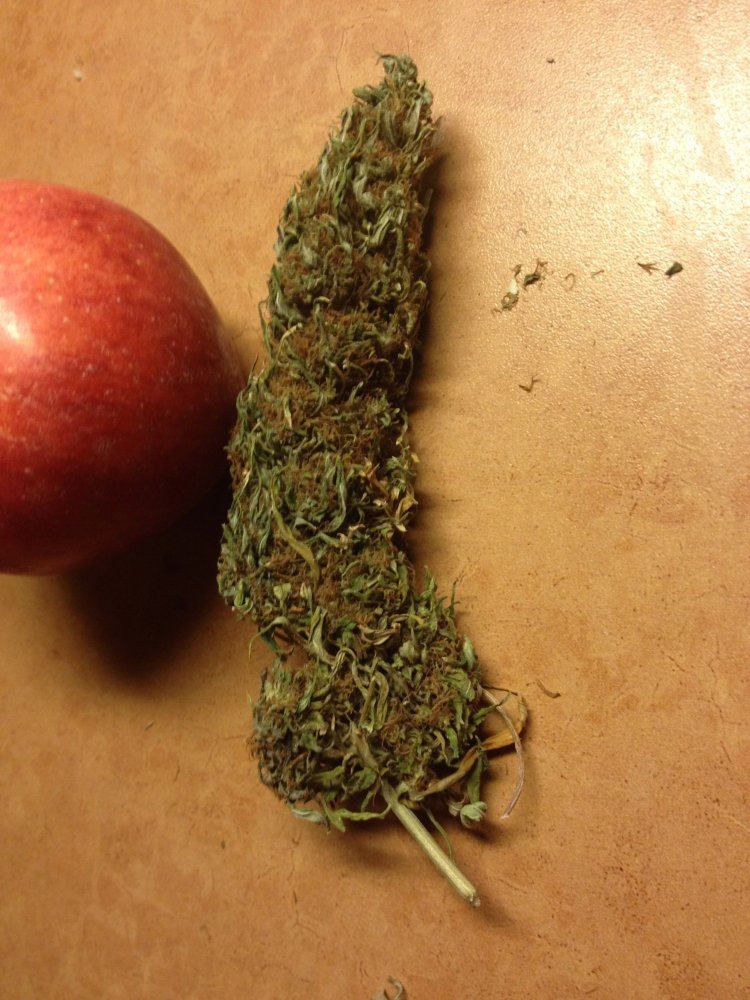 Vb bud