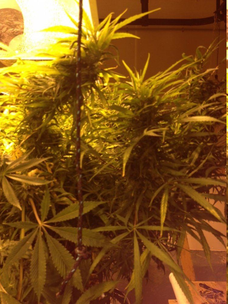 Vb plant