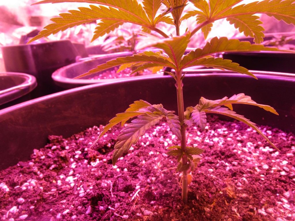 Veg 003