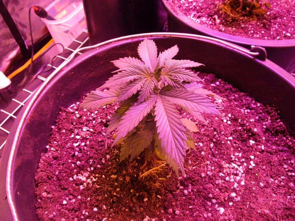 Veg 005