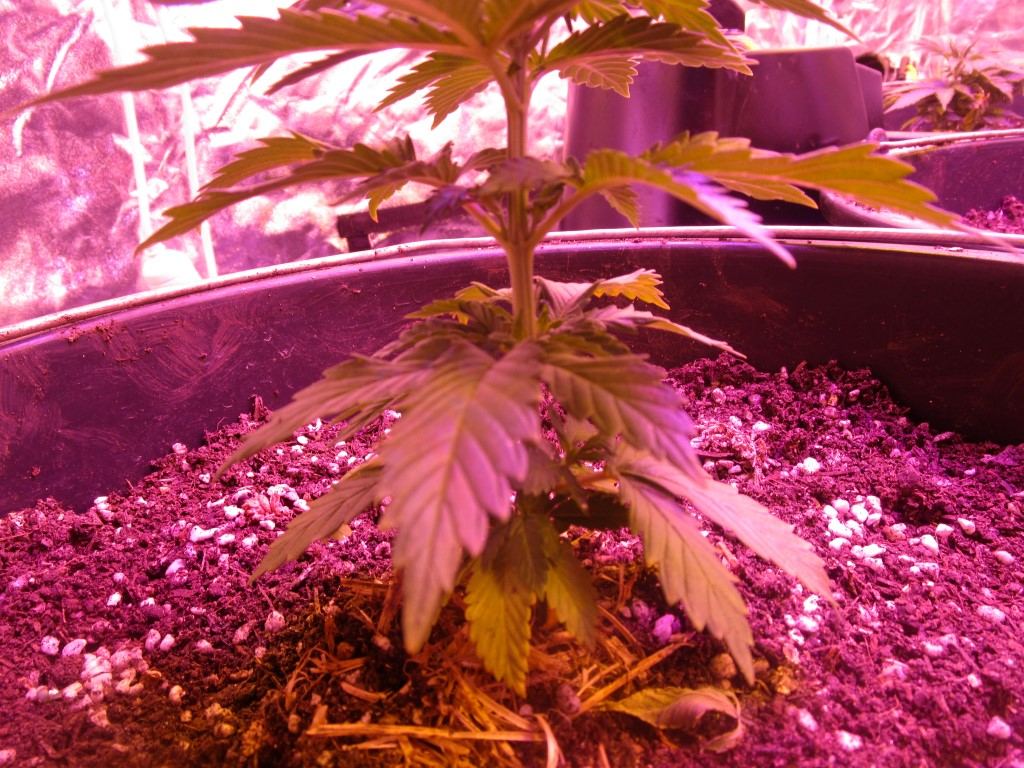 Veg 006