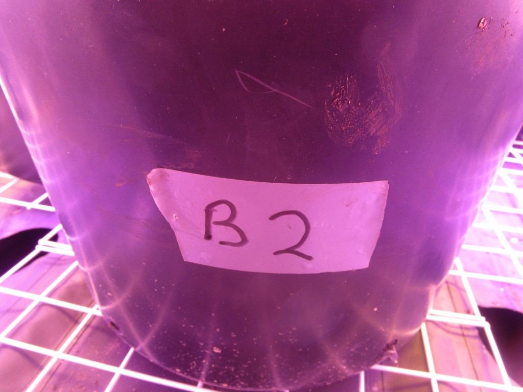 Veg 007