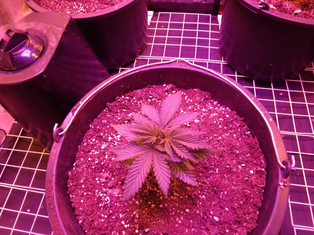 Veg 008