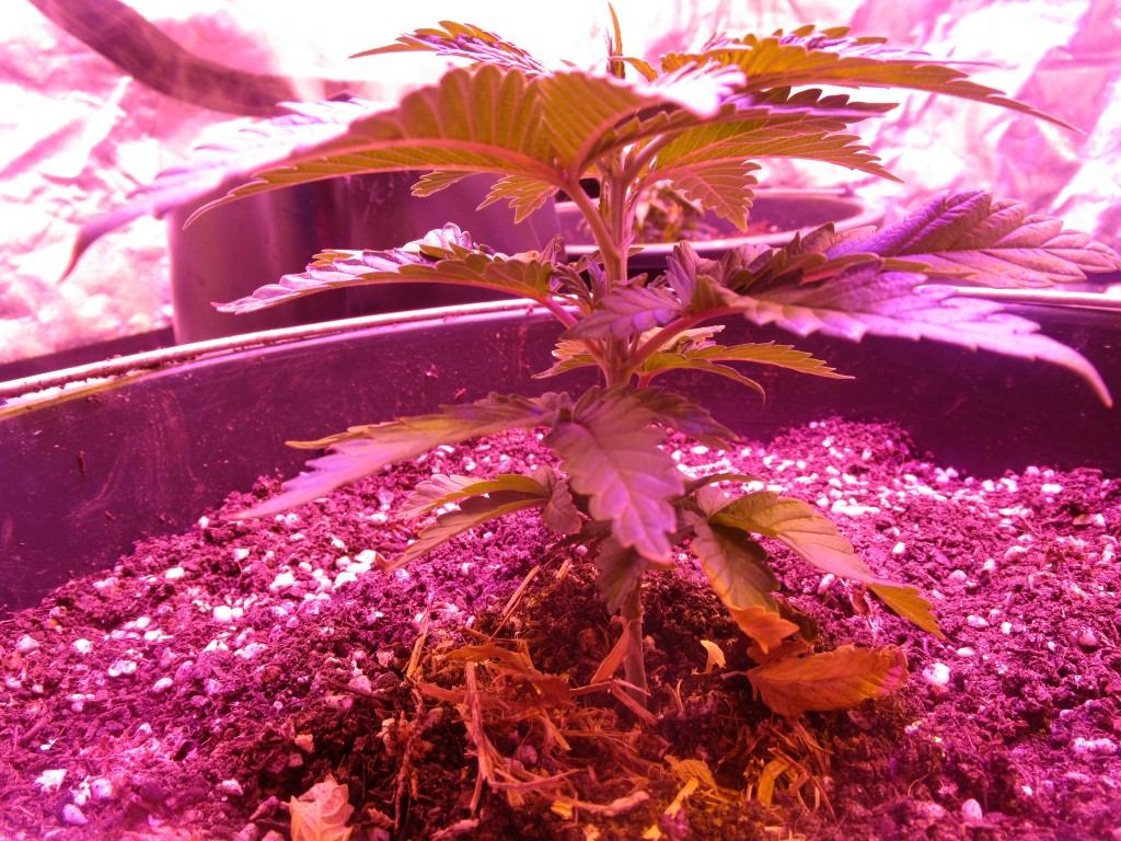 Veg 009