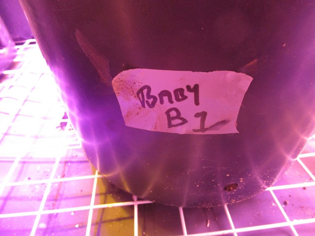 Veg 011