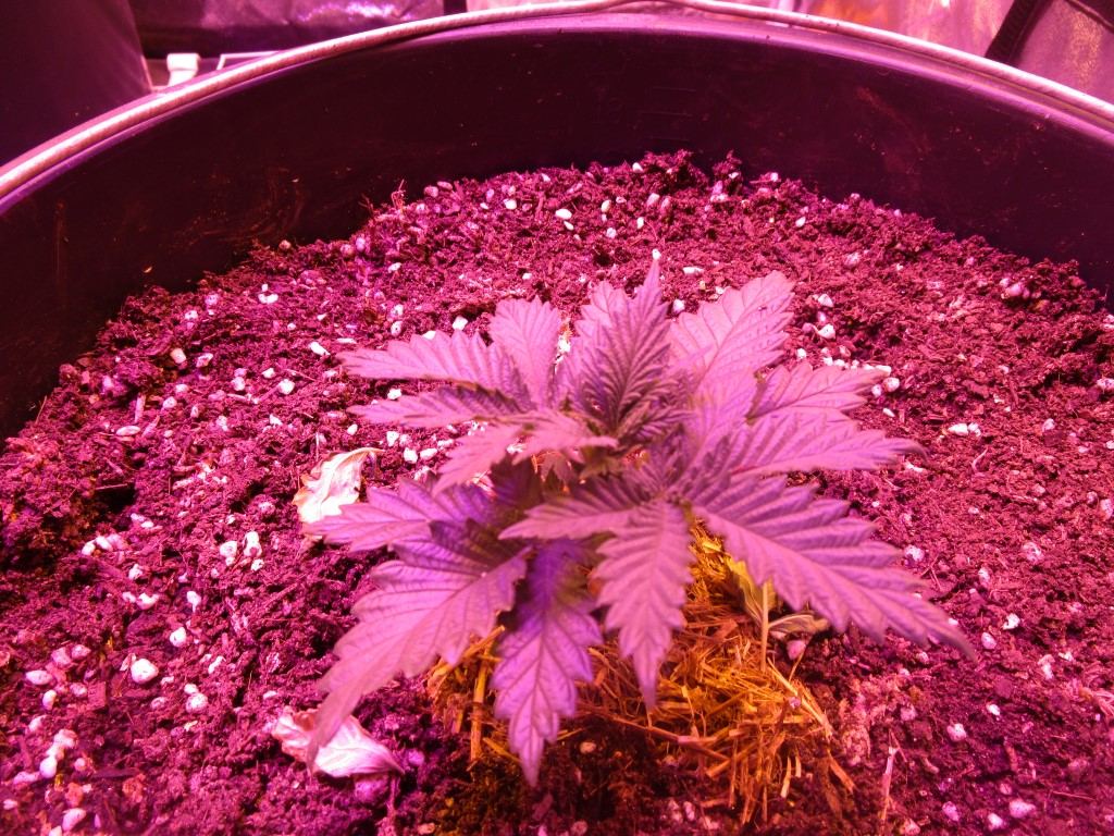 Veg 012