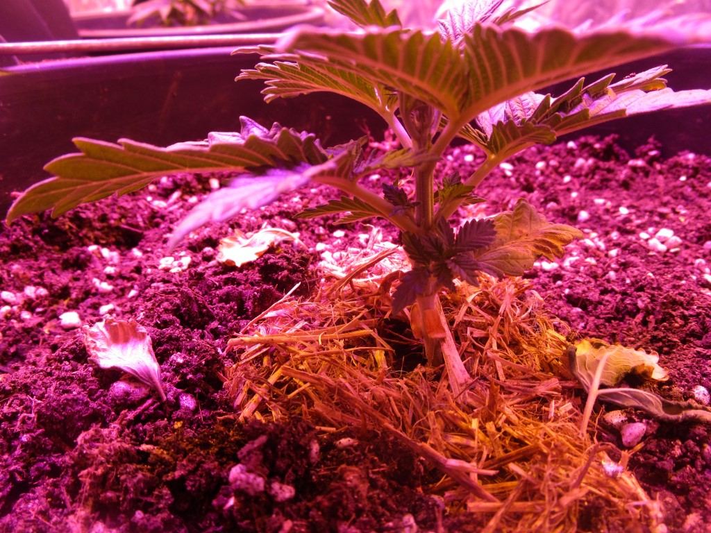 Veg 013