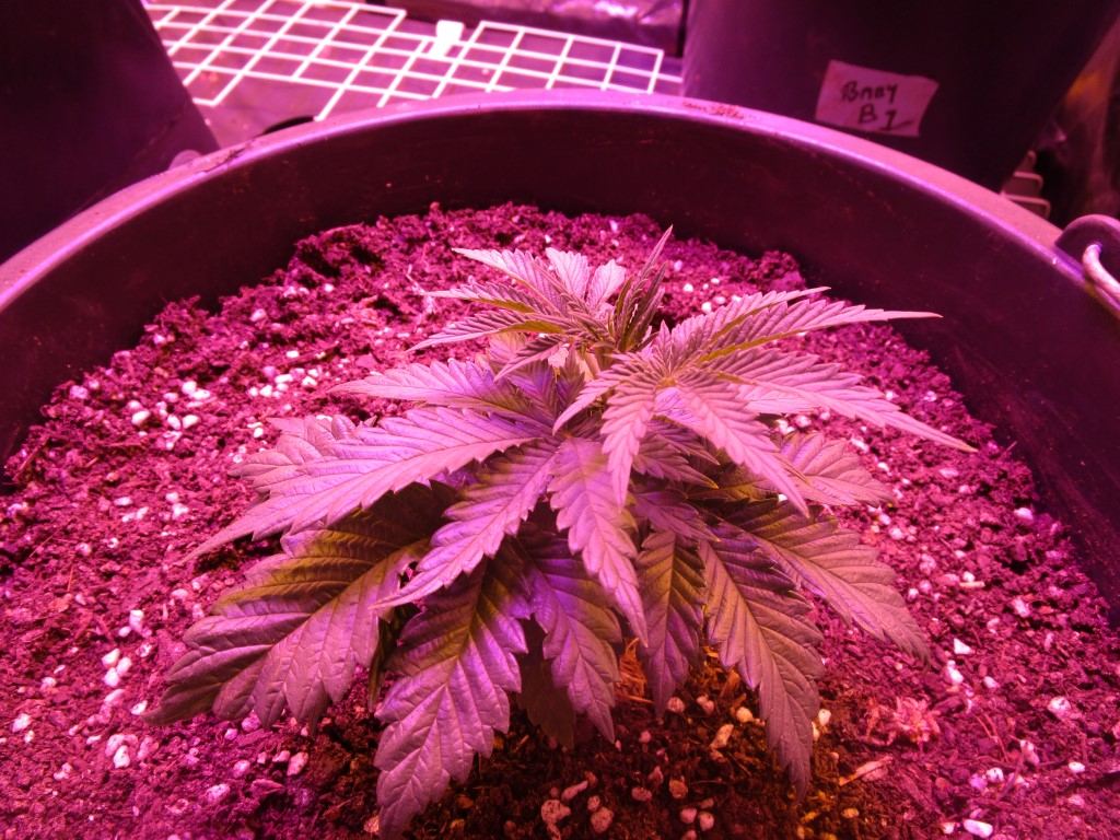 Veg 014