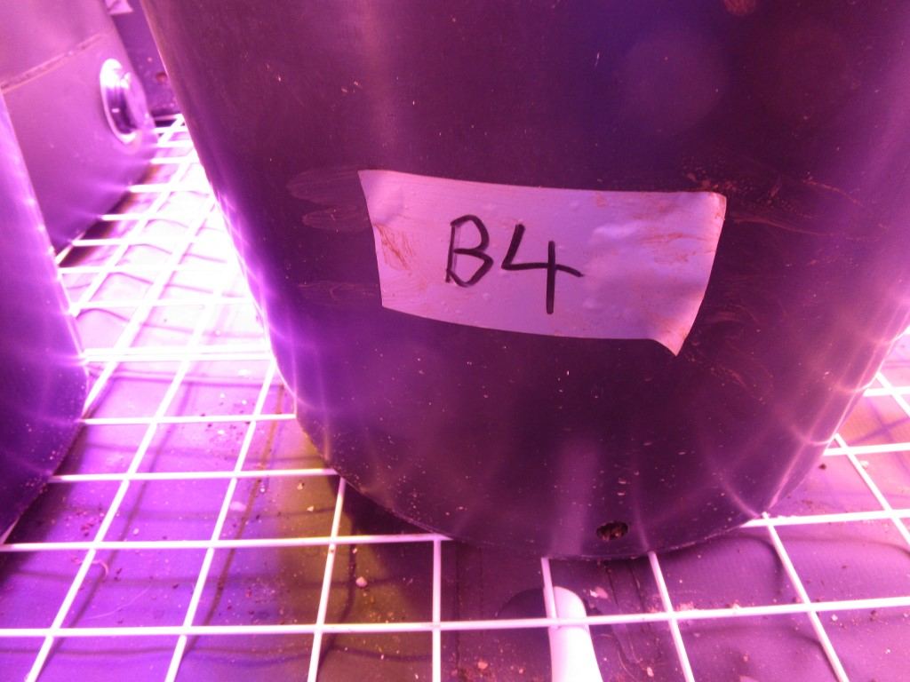 Veg 015