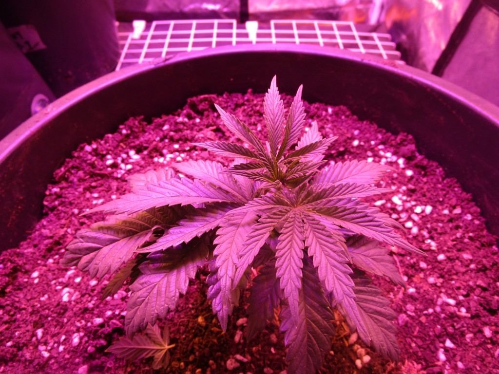 Veg 016