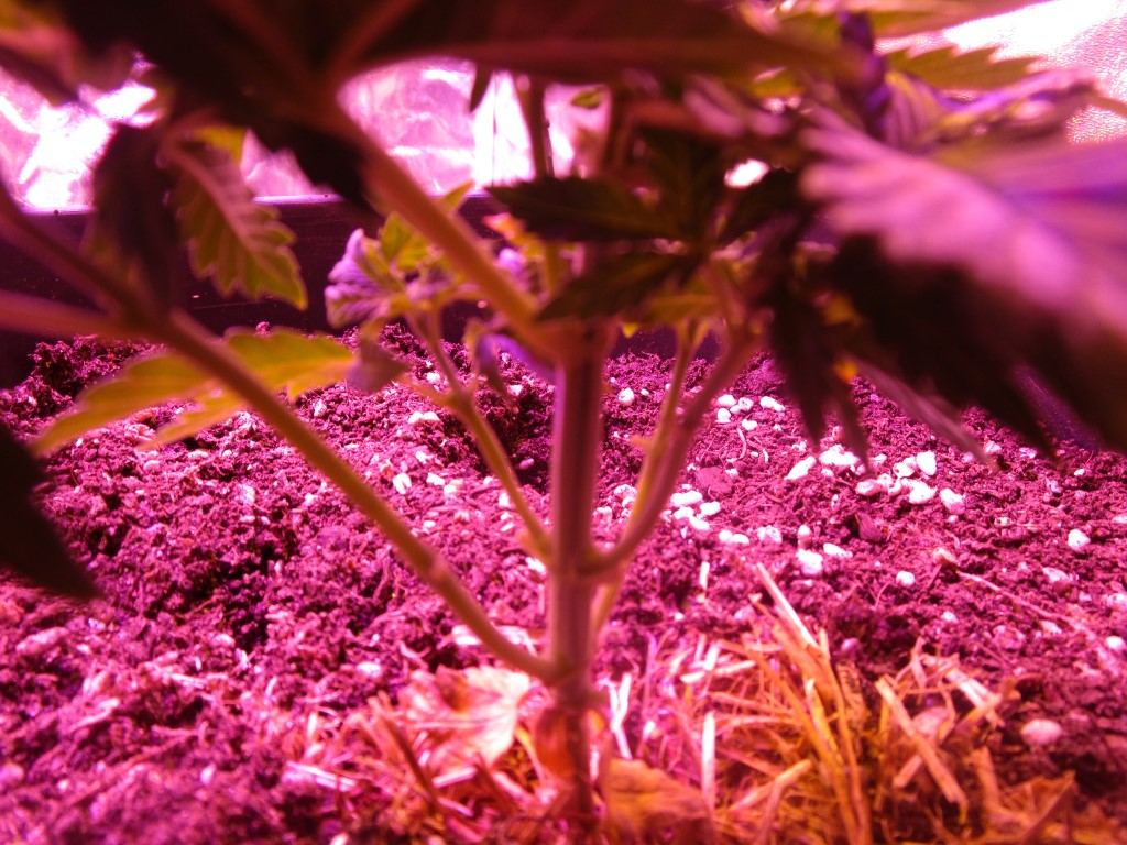 Veg 017