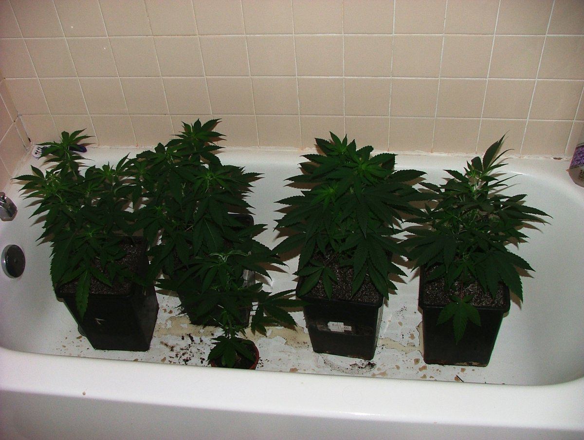 Veg 1
