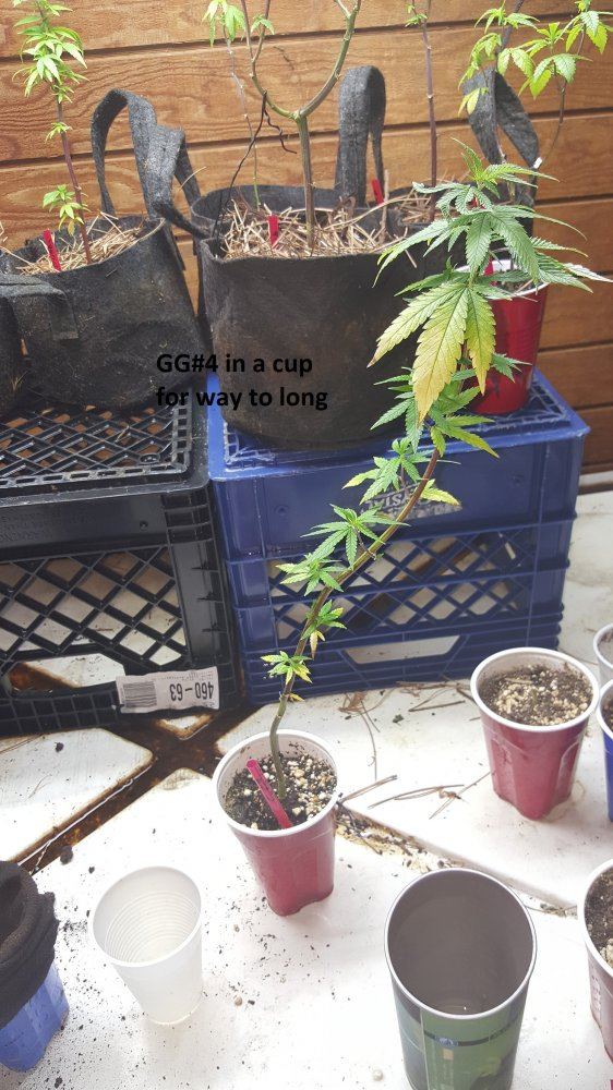 Veg 1