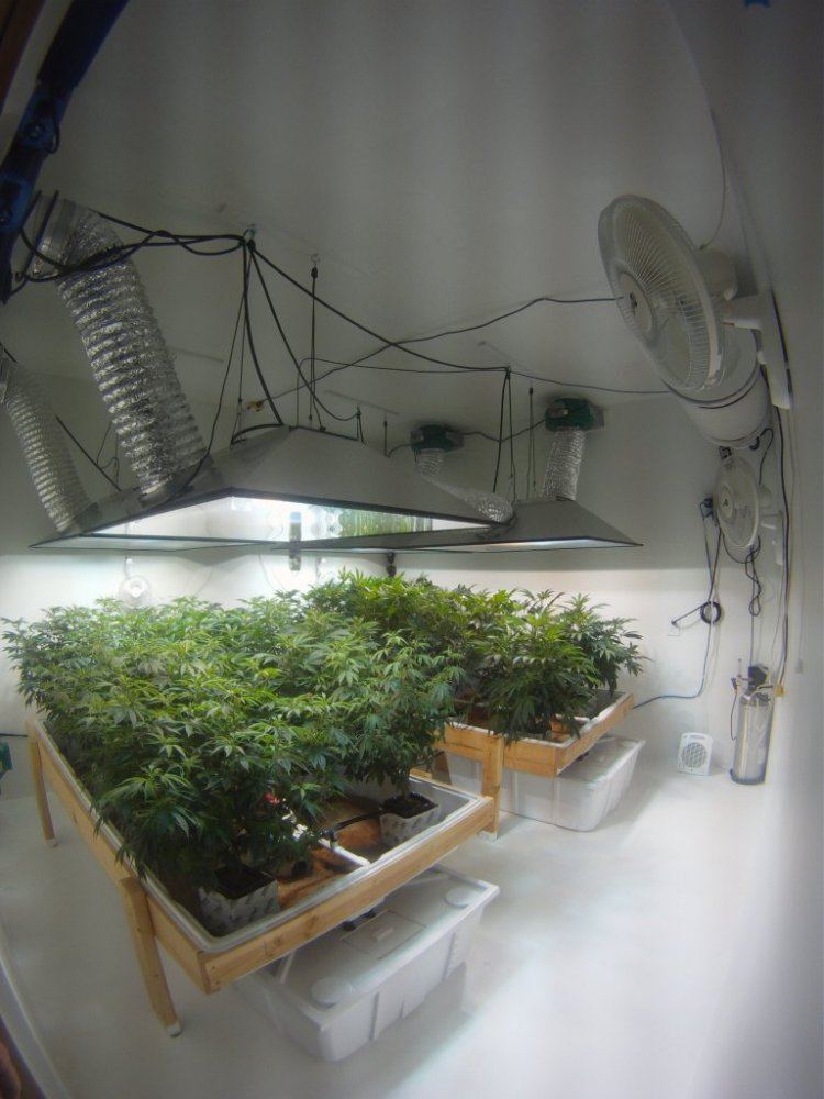 Veg 10
