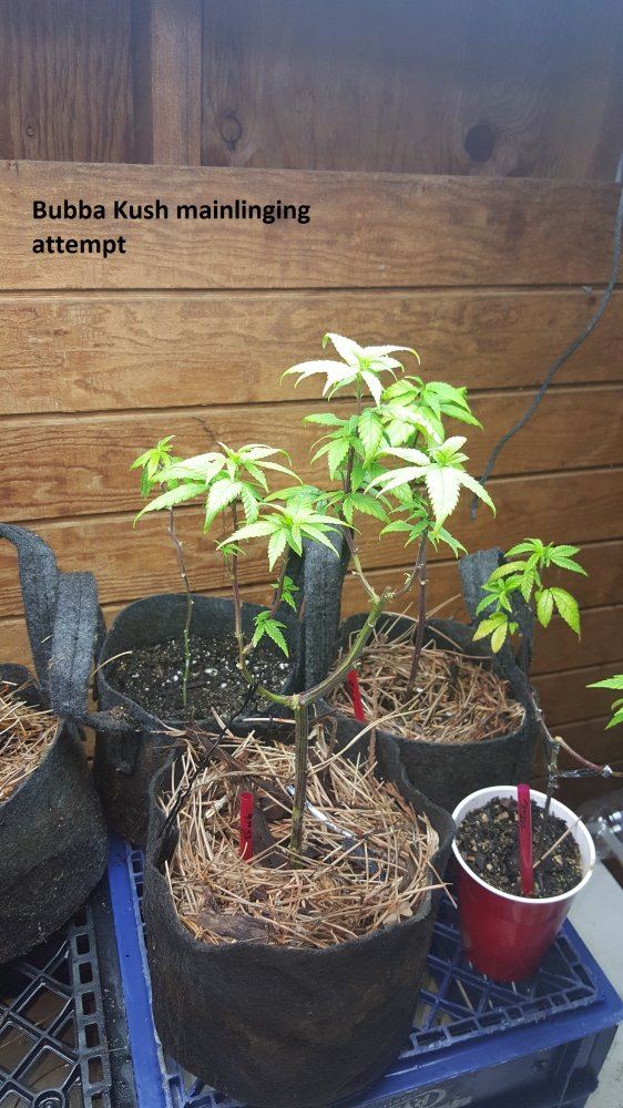 Veg 2