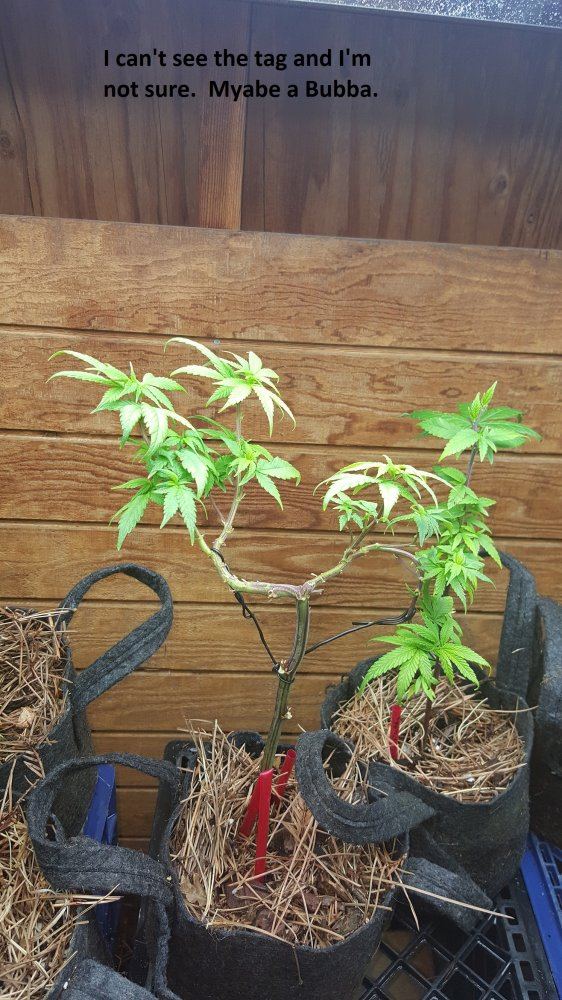 Veg 5
