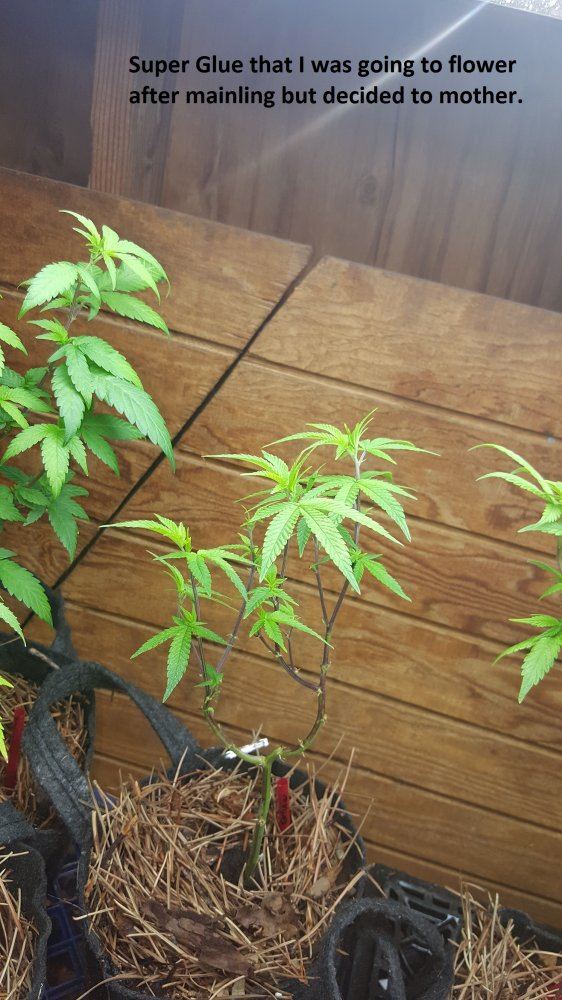 Veg 7