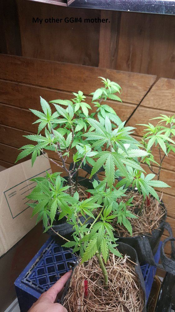 Veg 8